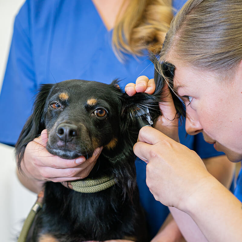 AGILA Tierarztbesuch 1