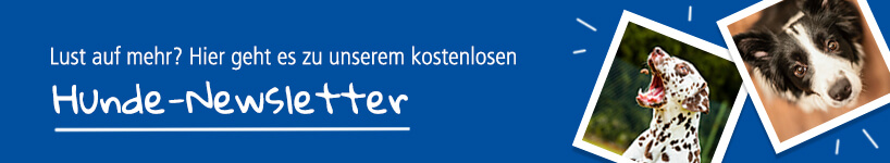Hunde Newsletter