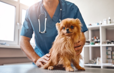 Tierärztlicher Notdienst: Hinter den Kulissen