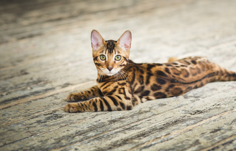 Bengal Katze Zucht / Charakter / Haltung AGILA