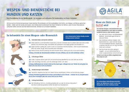 Wespen- und Bienenstiche bei Hunden und Katzen