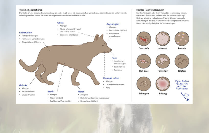 Entdecken Sie Ursachen und Symptome für Juckreiz bei Hunden AGILA