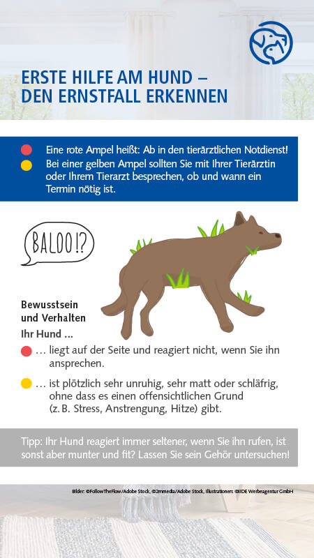 Vergiftung bei Hunden erkennen, behandeln und vorbeugen AGILA