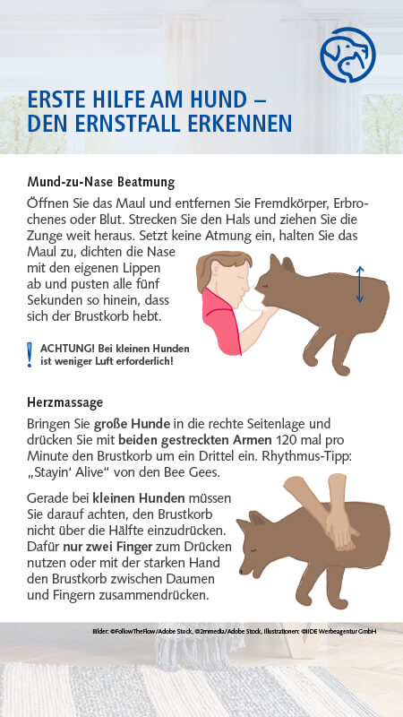 Erste Hilfe am Hund