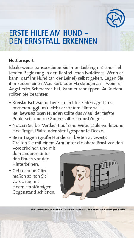 Erste Hilfe am Hund