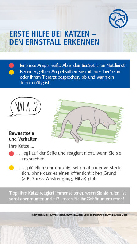 Erste Hilfe bei Katzen