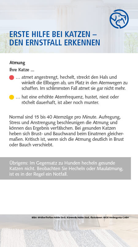 Erste Hilfe bei Katzen