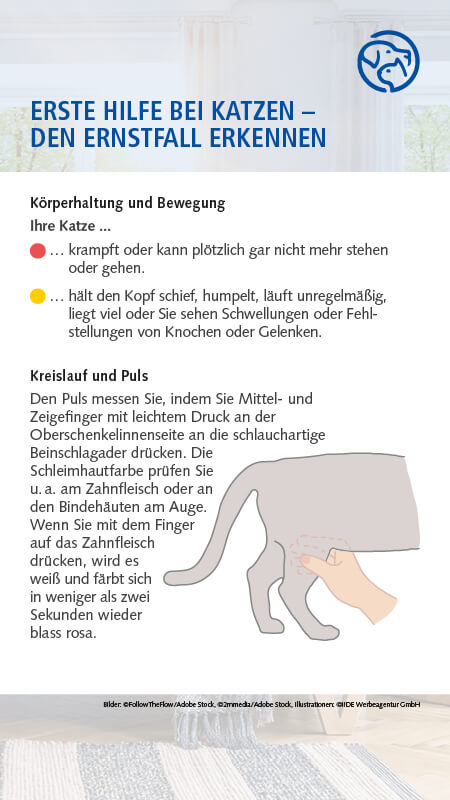 Erste Hilfe bei Katzen
