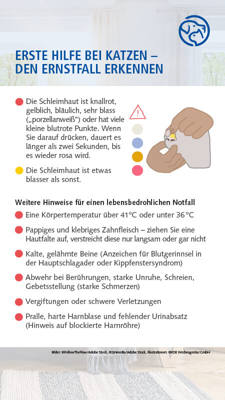 Erste Hilfe bei Katzen