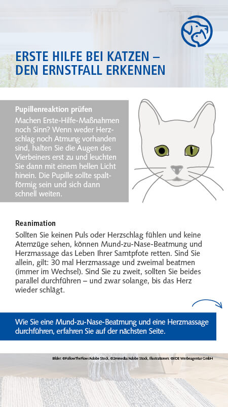 Erste Hilfe bei Katzen
