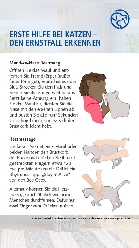 Erste Hilfe bei Katzen