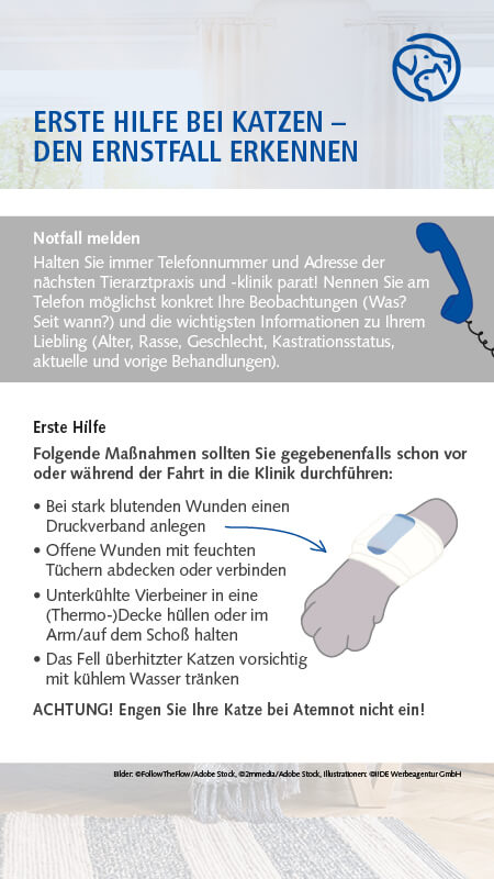 Erste Hilfe bei Katzen