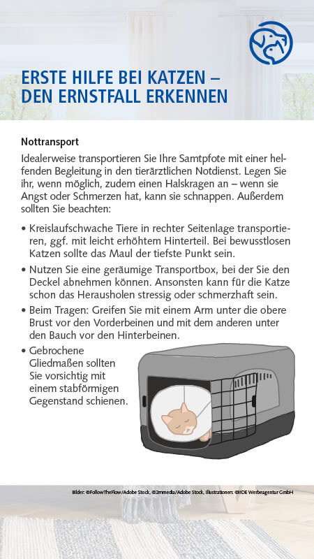 Erste Hilfe bei Katzen