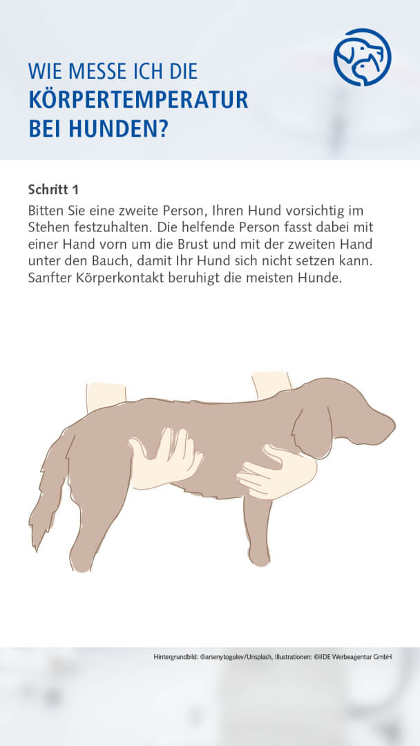 Anleitung Fiebermessen bei dem Hund