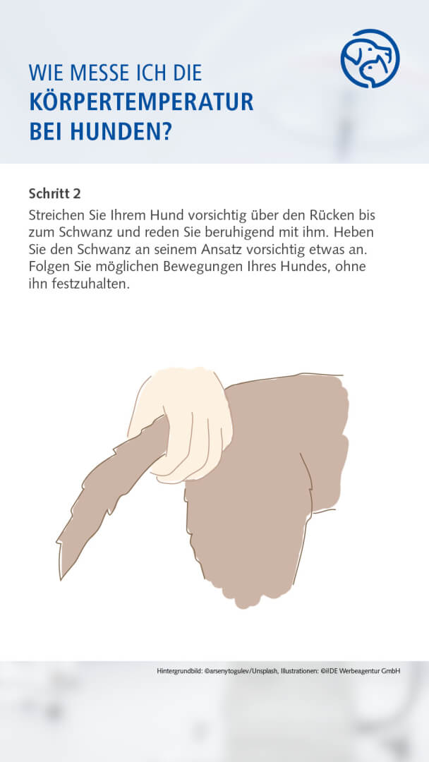 Anleitung Fiebermessen bei dem Hund