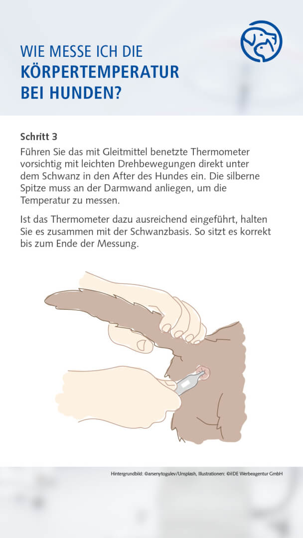 Anleitung Fiebermessen bei dem Hund