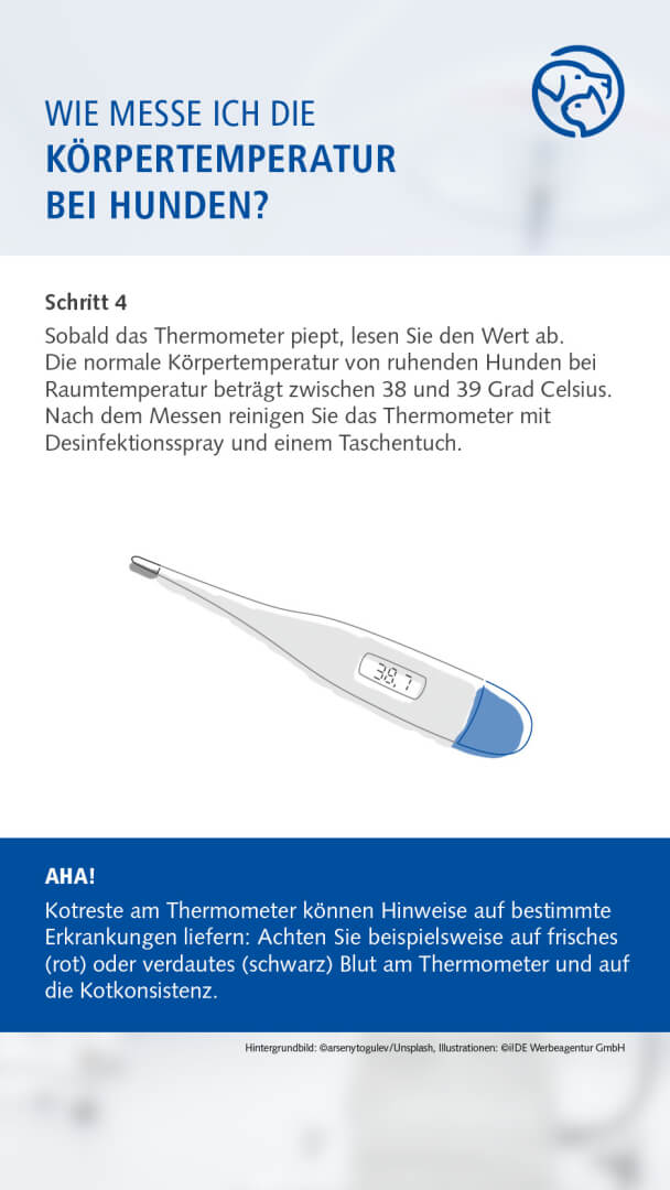 Anleitung Fiebermessen bei dem Hund