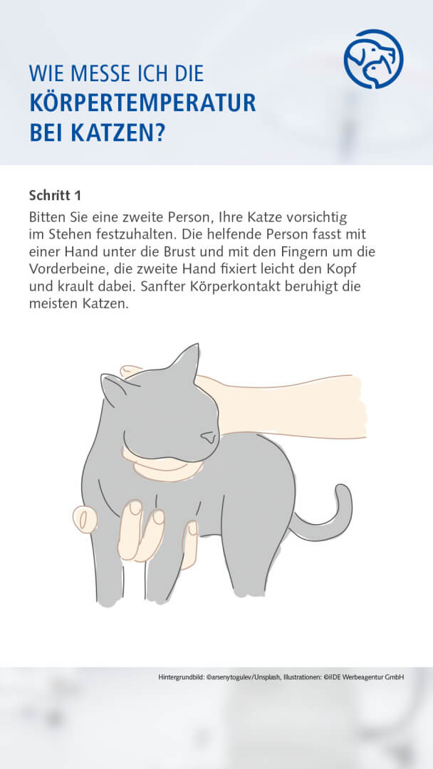 Anleitung Fiebermessen bei der Katze
