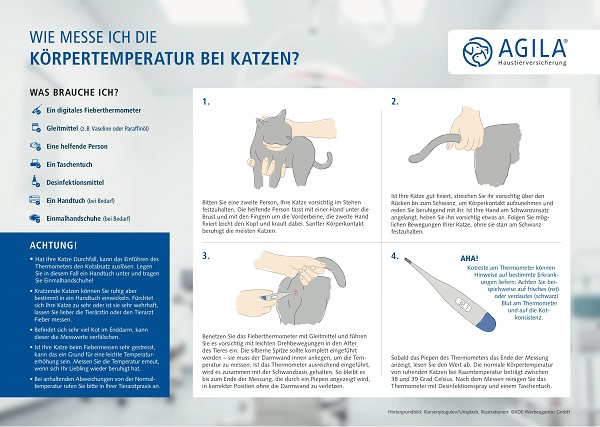 Fieber messen bei Katzen