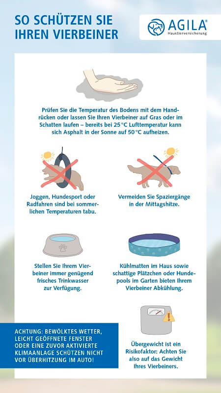 Hitzschlag Vierbeiner schützen