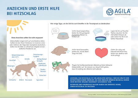 Wie Sie Ihren Hund vor Hitzschlag schützen