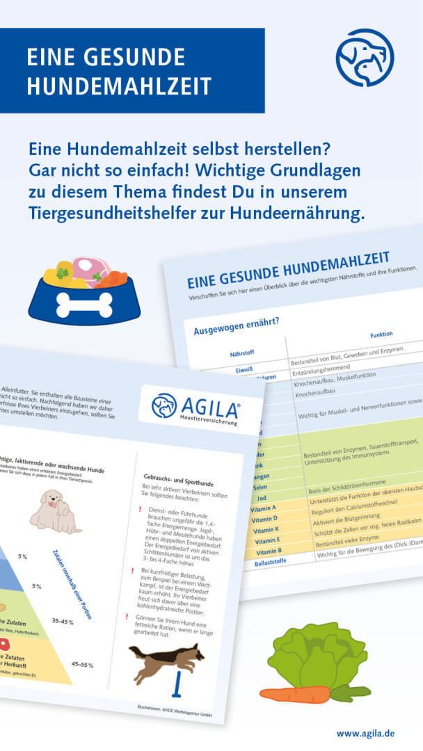 agila infografik hundeernaehrung teaser 450x800