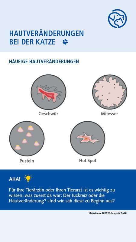 Juckreiz Katze