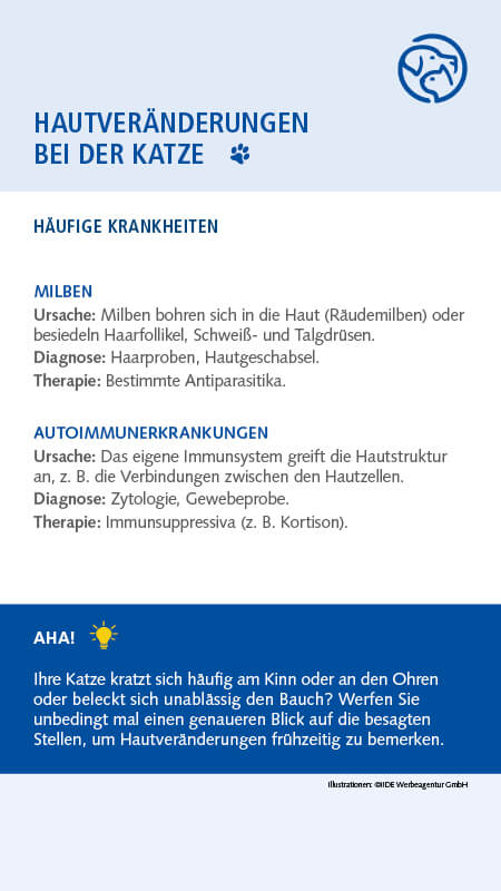 Juckreiz Katze