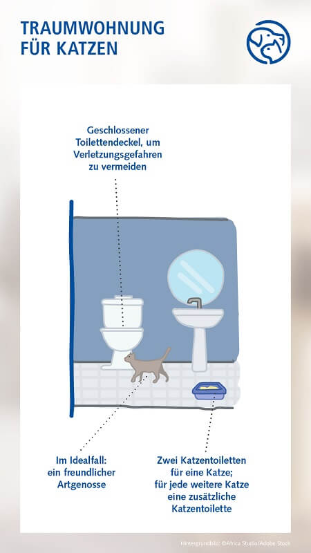 Traumwohnung für Katzen