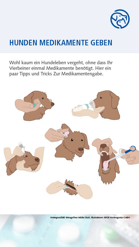 Hund Medikamente geben