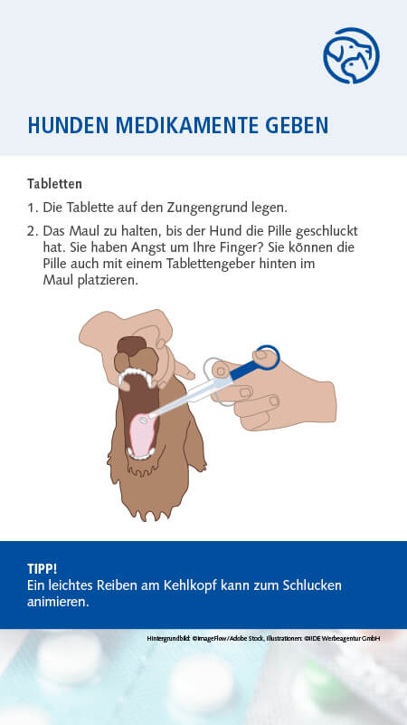 Hund Medikamente geben