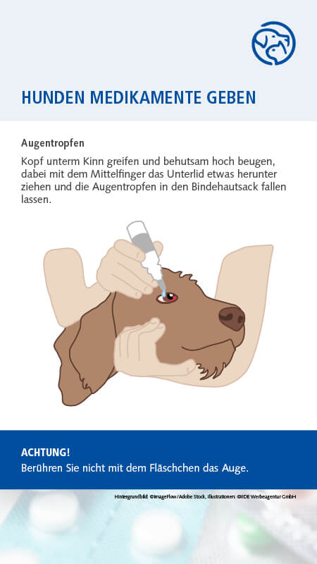 Hund Medikamente geben