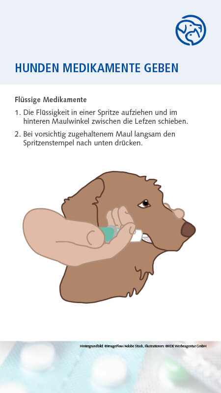 Hund Medikamente geben