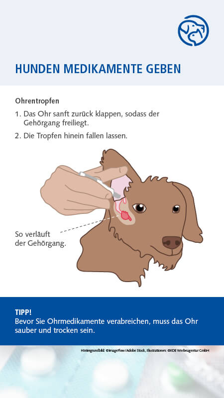 Hund Medikamente geben