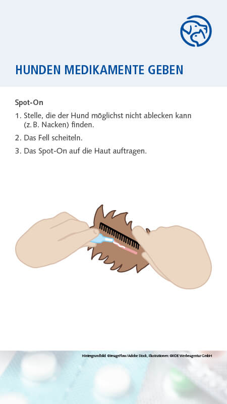 Hund Medikamente geben
