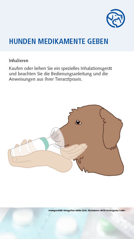 Hund Medikamente geben