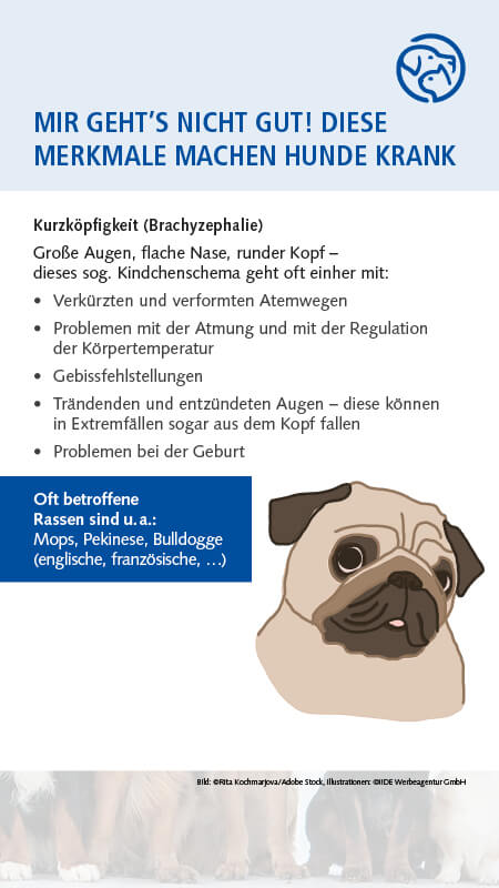 Qualzucht Hund