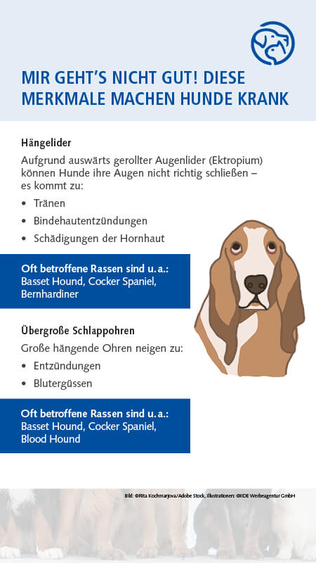 Qualzucht Hund