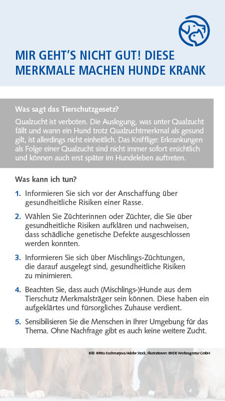 Qualzucht Hund