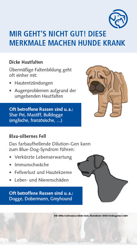 Qualzucht Hund
