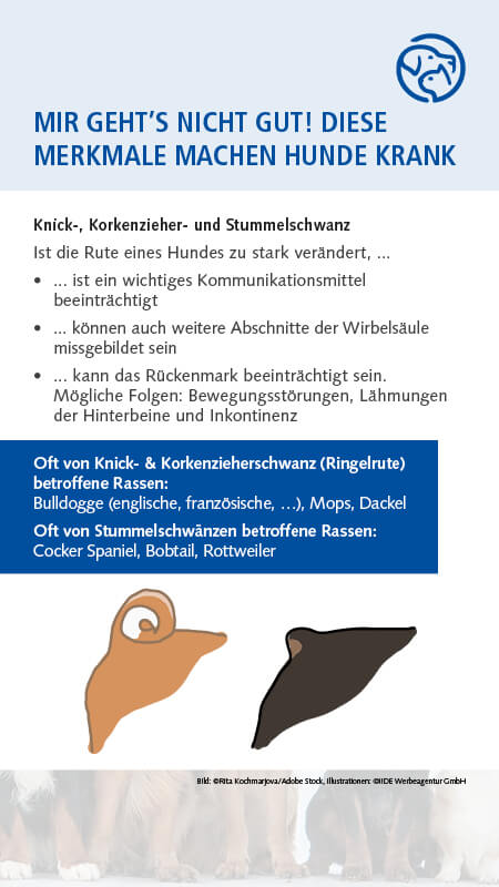 Qualzucht Hund