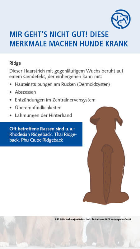 Qualzucht Hund