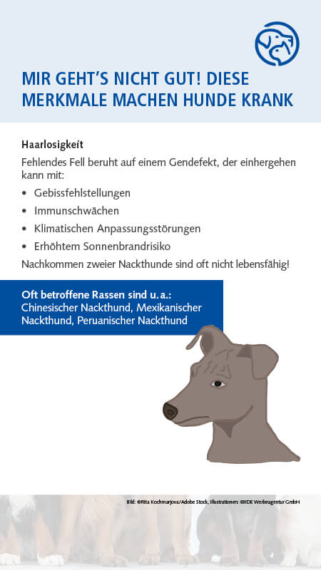 Qualzucht Hund