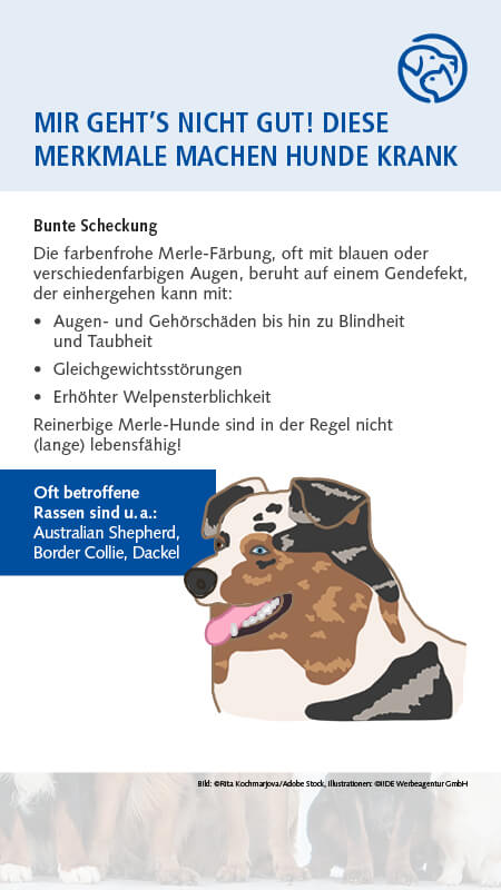 Qualzucht Hund