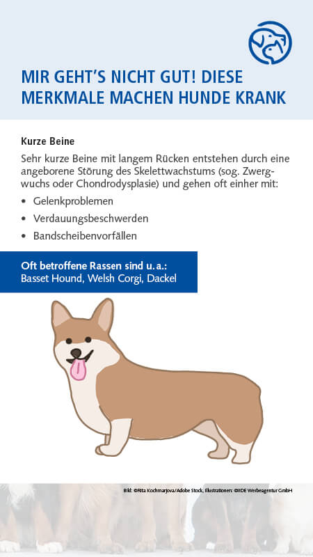 Qualzucht Hund