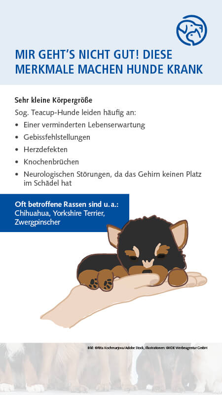 Qualzucht Hund