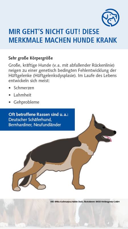 Qualzucht Hund