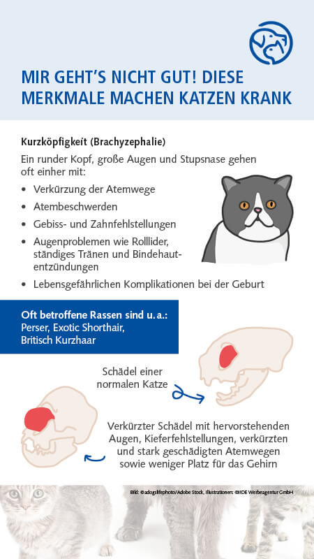Qualzucht Katze