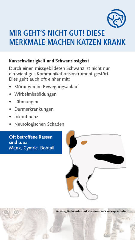 Qualzucht Katze