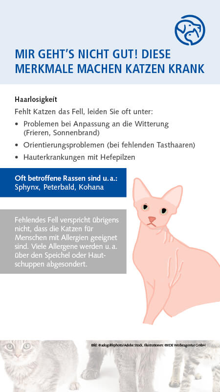 Qualzucht Katze